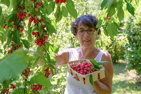 一位从夏日花园的树上摘红樱桃女人图片
