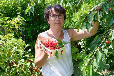 一位从夏日花园的树上摘红樱桃女人图片