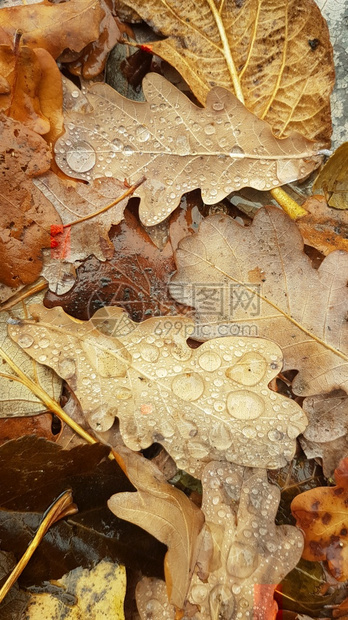 秋天干叶露水滴图片