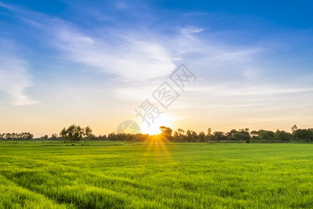 日落时美丽的绿稻田图片
