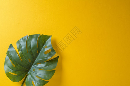 具有复制空间的黄本热带棕榈叶图片