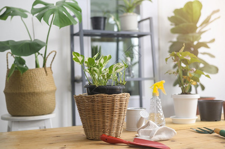 现代家庭室内花园艺和爱好概念背景图片