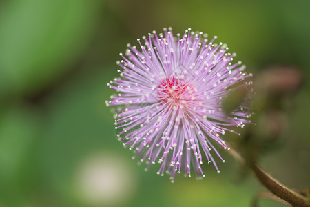 背景宏花图片