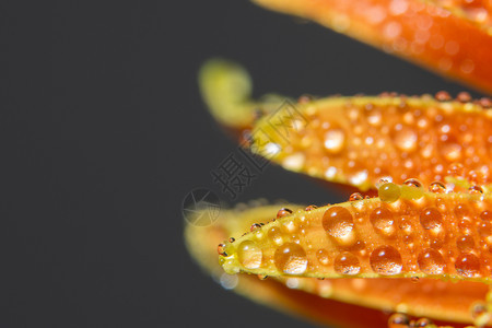 橙花瓣上的水滴图片