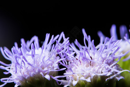 紫草花团背景图片