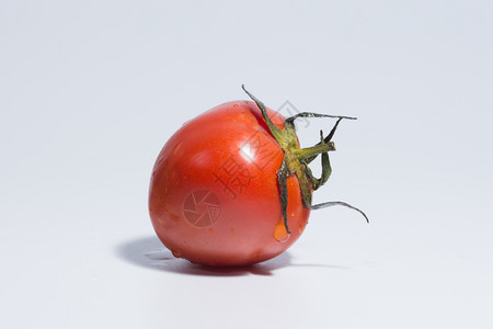 番茄白背景背景图片