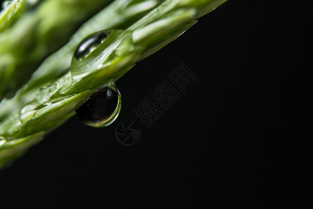 宏观背景绿植物水滴图片