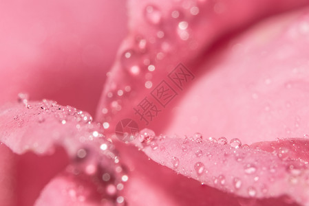 玫瑰花瓣水滴的宏观背景背景图片