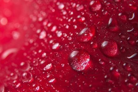 红玫瑰花瓣上水滴的宏观背景背景图片