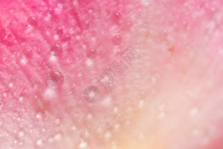 粉红玫瑰花瓣上的背景宏观水滴图片