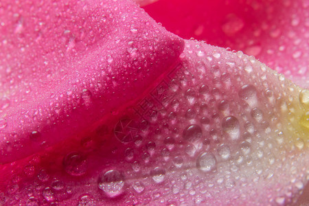 粉红玫瑰花瓣上的背景宏观水滴图片
