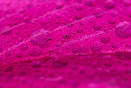 宏观背景粉红色花瓣上的水滴背景图片