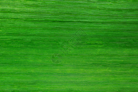 绿叶的宏观背景背景图片
