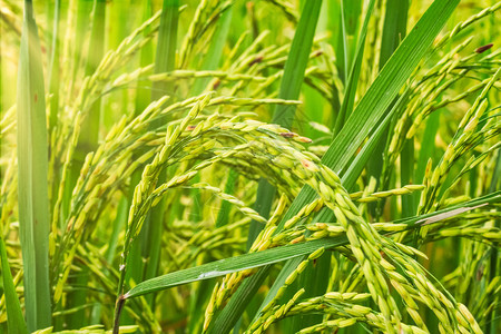 绿稻田背景图片