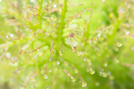 花上的水滴背景图片