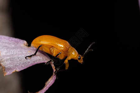 植物甲虫背景图片