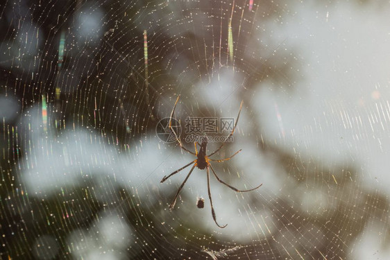 在蜘蛛网上捕一只特端蜘蛛图片