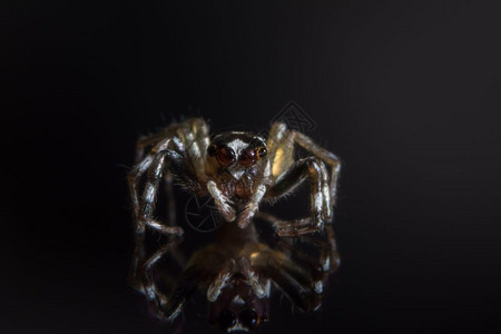 玻璃上的宏蜘蛛背景图片