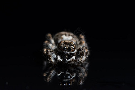 黑镜上的宏蜘蛛背景图片