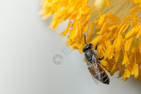 蜜蜂在花上找到食物背景图片