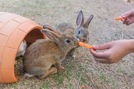 动物园的兔子背景图片