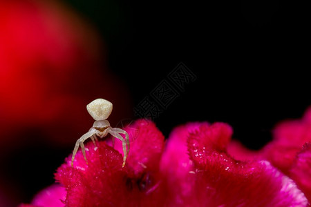 红花上的白蜘蛛宏图片