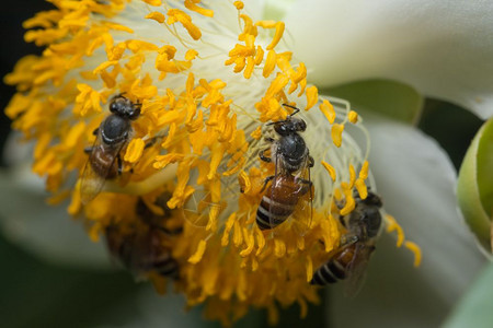 带花朵的蜜蜂宏观规模图片