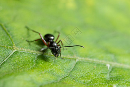 蚂蚁特写大型蚂蚁在叶子上背景