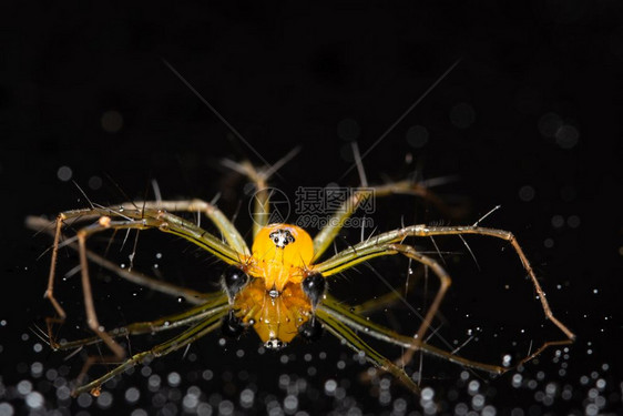 宏蜘蛛黄色背景彩多图片