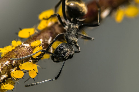 蚂蚁特写大型蚂蚁生活背景