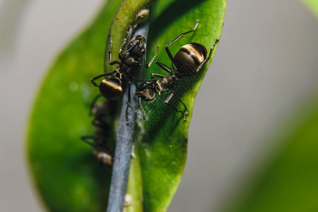 大型蚂蚁生活图片