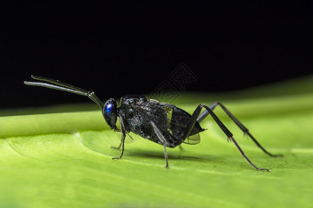 蜜蜂简笔画填色信号黄蜂背景