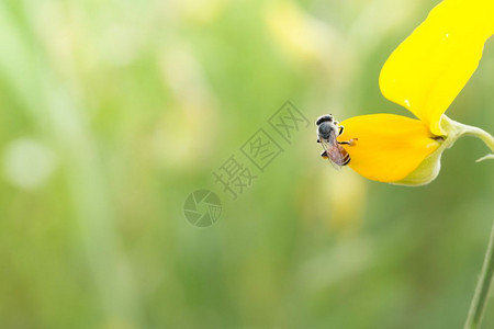 蜜蜂宏背景图片
