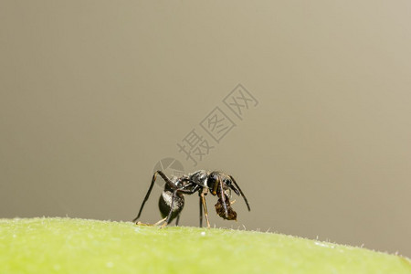 蚂蚁特写蜘蛛跳向巨型蚂蚁背景