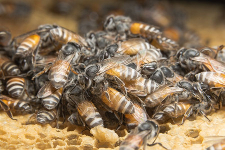 蜜蜂在巢中的近距离图片背景图片