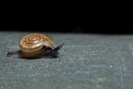 一张在叶子上行走的蜗牛近照图片