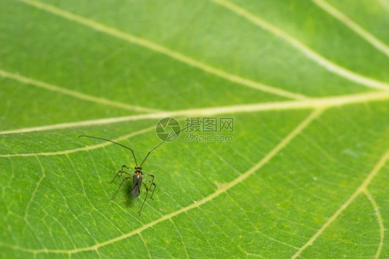 长腿昆虫图片