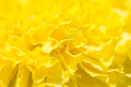 黄金色花瓣背景背景图片
