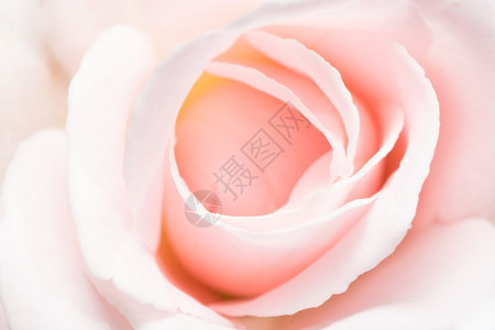 粉红玫瑰背景背景图片