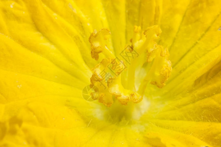黄南瓜花粉的近照图片