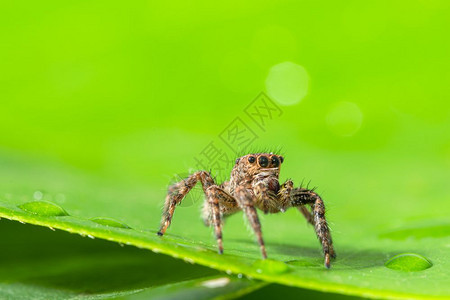 绿叶上的棕蜘蛛大型图片