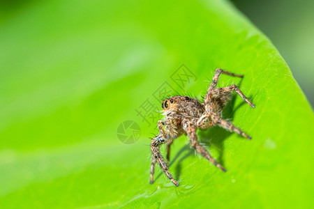 绿叶上的棕蜘蛛大型图片