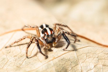 干叶上的大型棕色跳跃蜘蛛背景图片