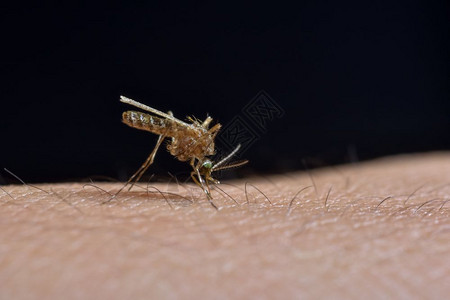 蚊子咬人的皮肤图片