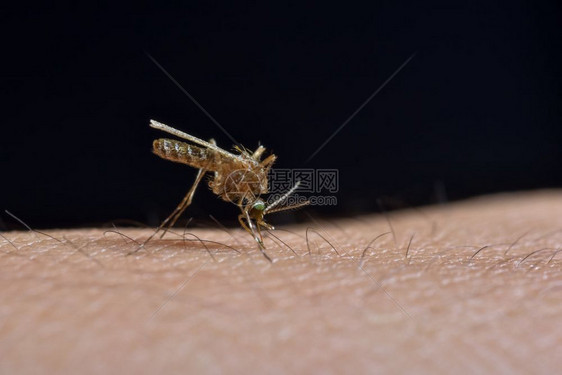 蚊子咬人的皮肤图片