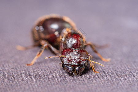 红棕蚂蚁黑色背景背景图片