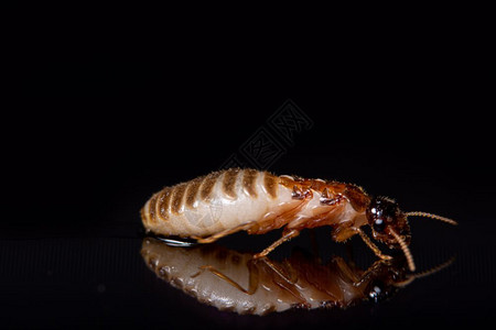 大型白蚁闪亮黑色背景图片素材