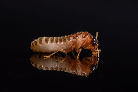 大型白蚁闪亮黑色背景图片素材