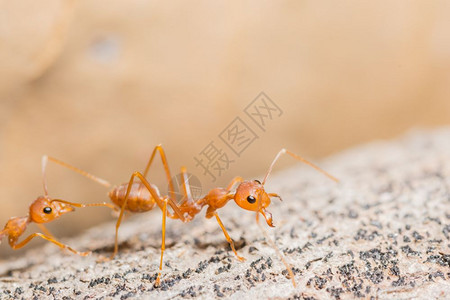 宏红蚂蚁图片