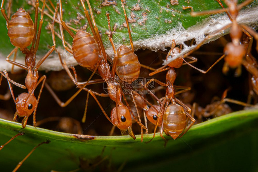 大型红蚂蚁是自然质
